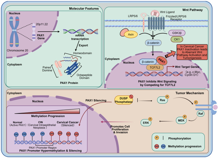 PAX1 gene and Wnt pathway mechanism